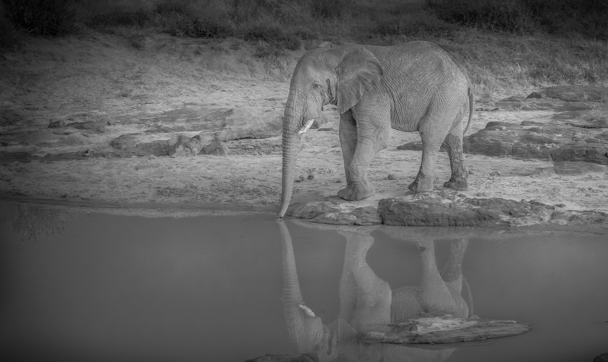 An Elephant drinking water